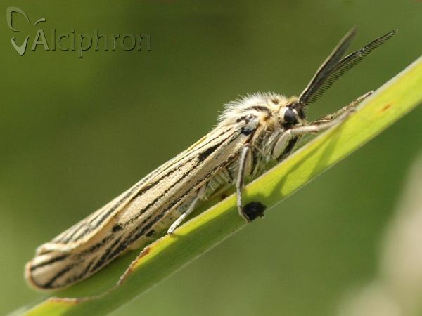 Coscinia striata