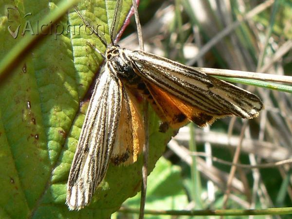 Coscinia striata