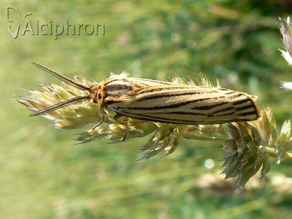 Coscinia striata