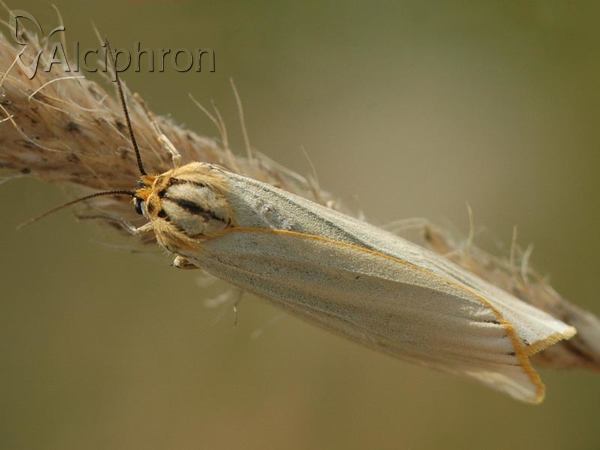 Coscinia striata