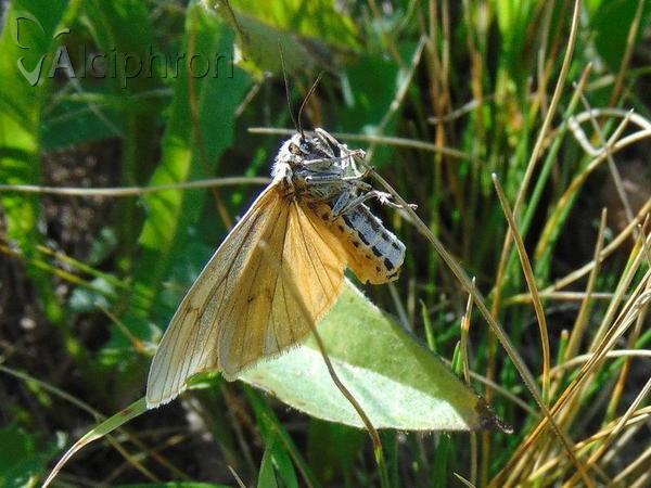 Coscinia striata