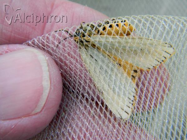 Coscinia striata