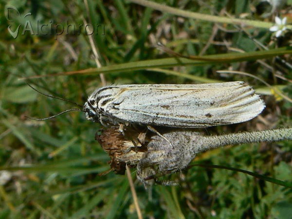 Coscinia striata