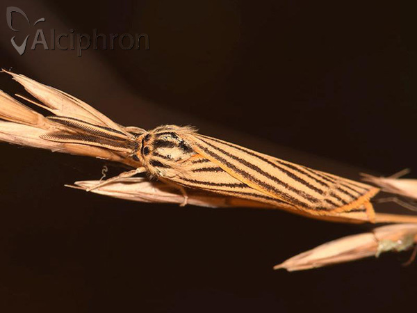 Coscinia striata