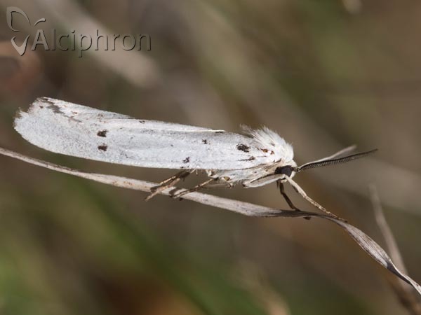 Coscinia cribraria