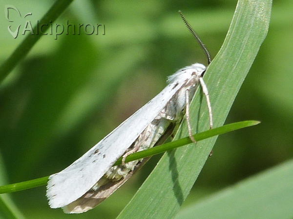 Coscinia cribraria