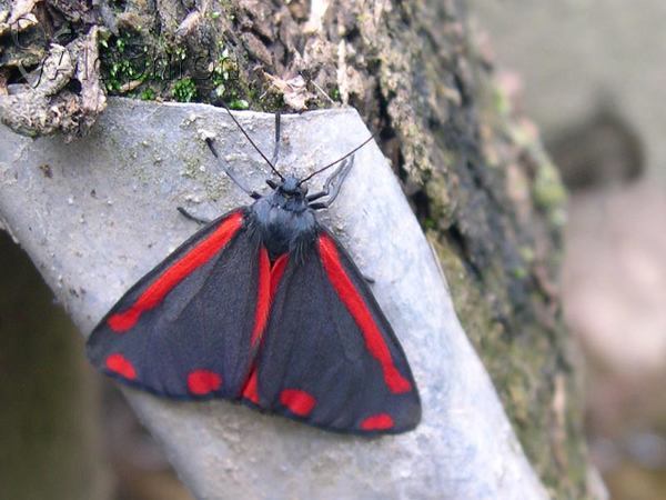 Tyria jacobaeae