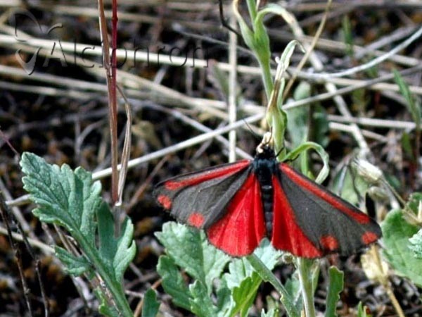Tyria jacobaeae