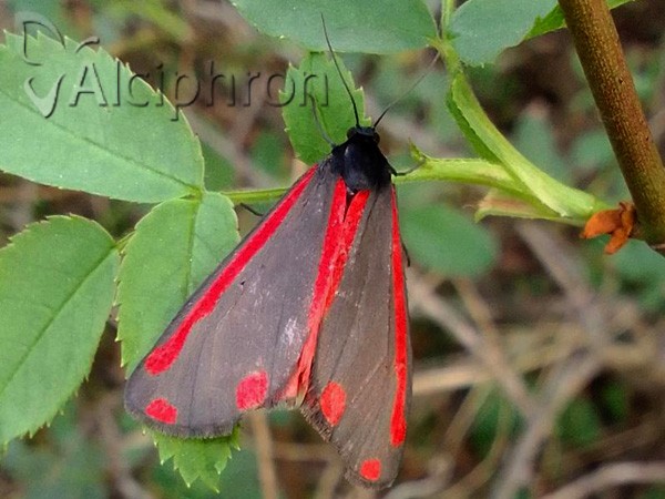 Tyria jacobaeae