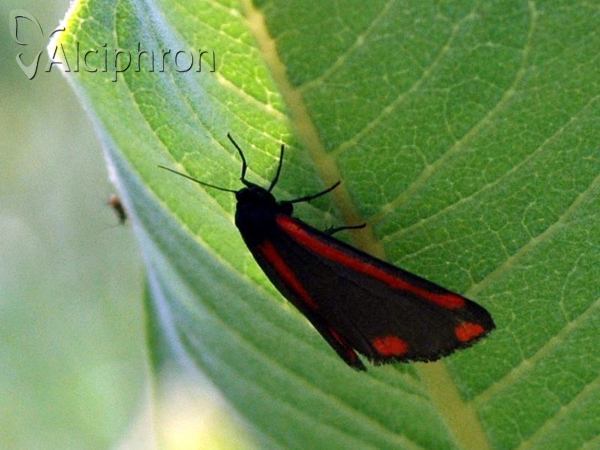 Tyria jacobaeae