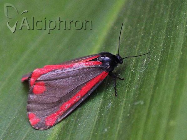 Tyria jacobaeae