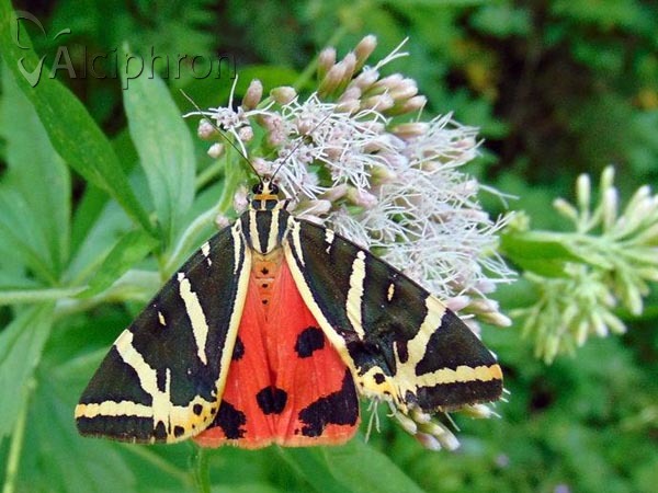 Euplagia quadripunctaria