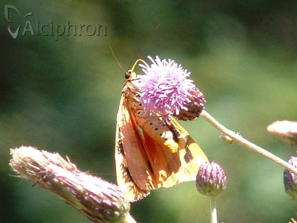 Euplagia quadripunctaria