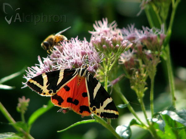 Euplagia quadripunctaria
