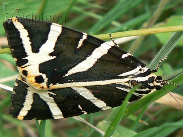 Euplagia quadripunctaria