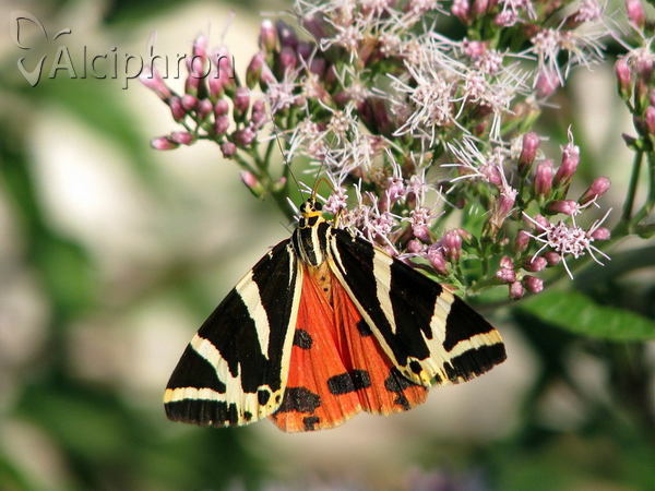 Euplagia quadripunctaria