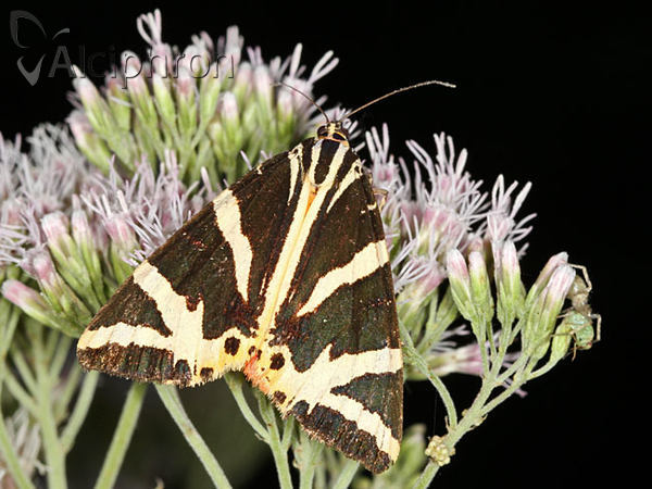 Euplagia quadripunctaria