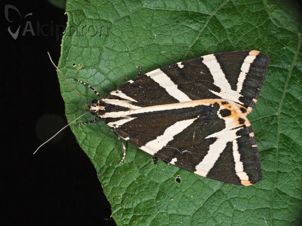 Euplagia quadripunctaria