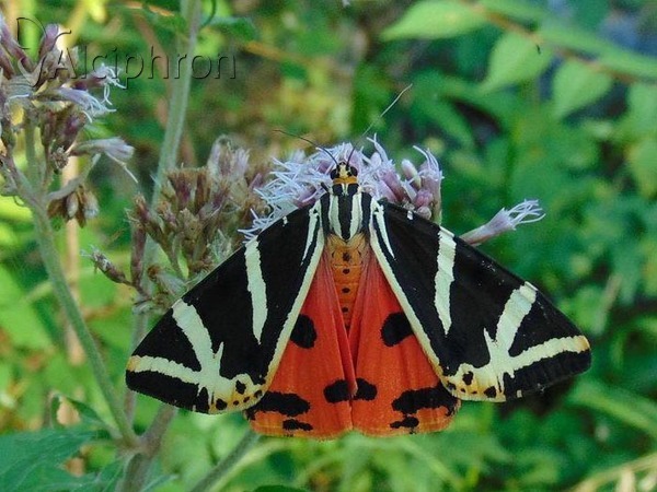 Euplagia quadripunctaria