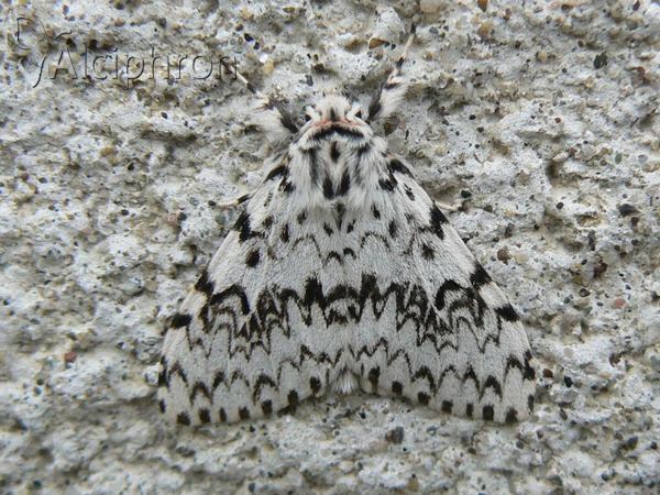 Lymantria monacha