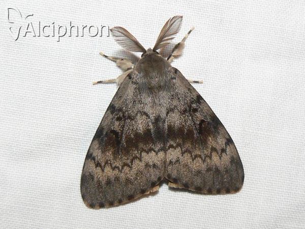 Lymantria dispar
