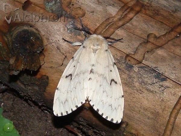 Lymantria dispar