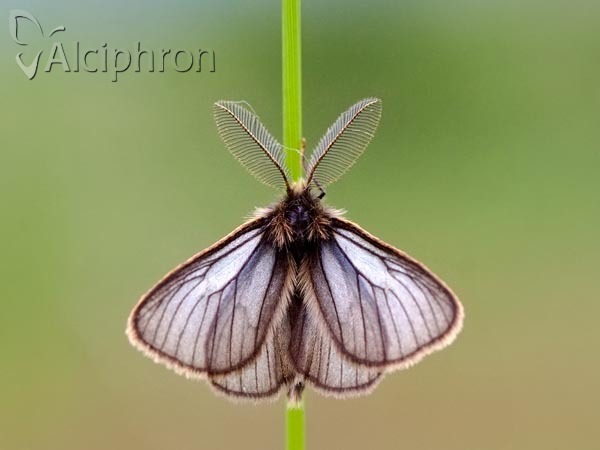 Penthophera morio