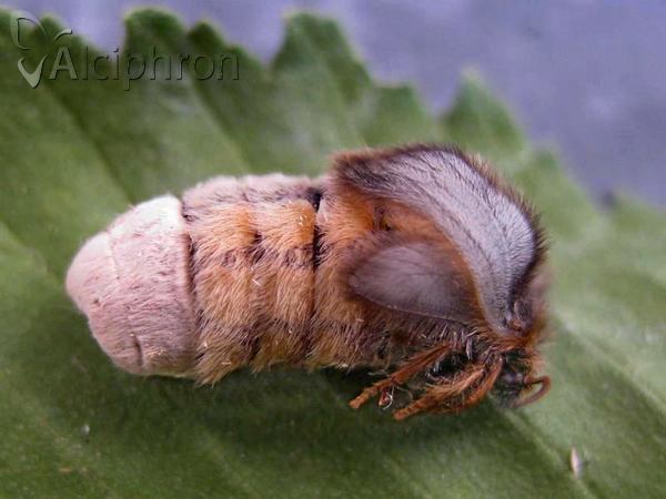Penthophera morio