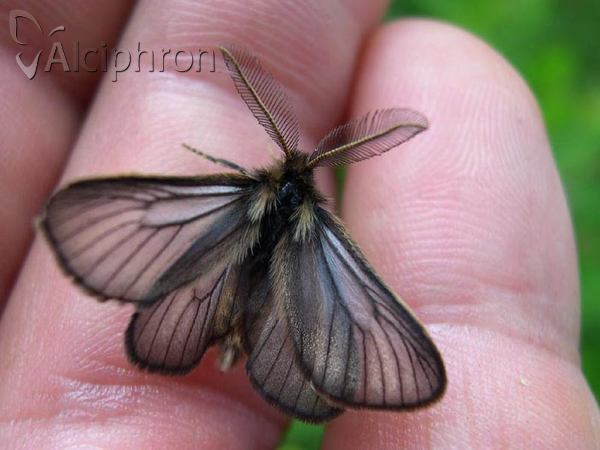Penthophera morio
