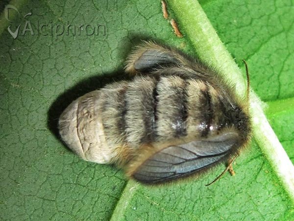 Penthophera morio