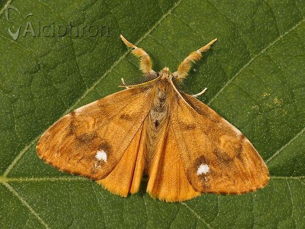 Orgyia antiqua