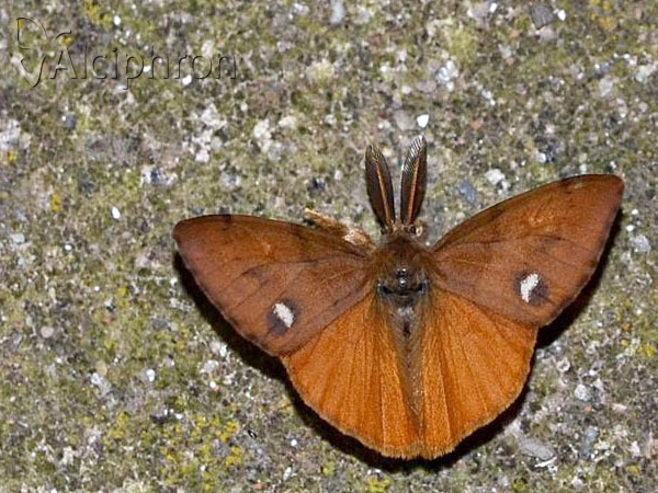 Orgyia antiqua