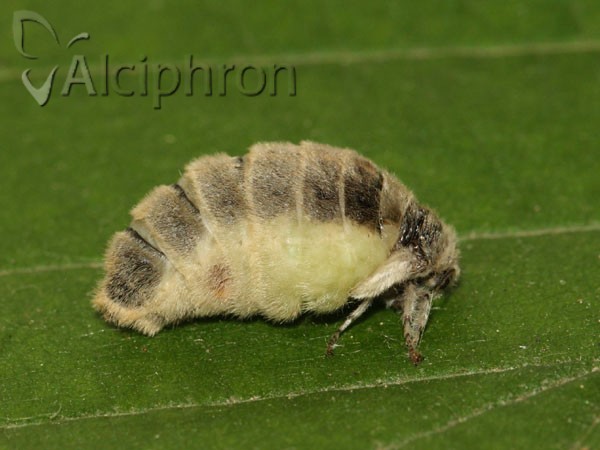 Orgyia antiqua