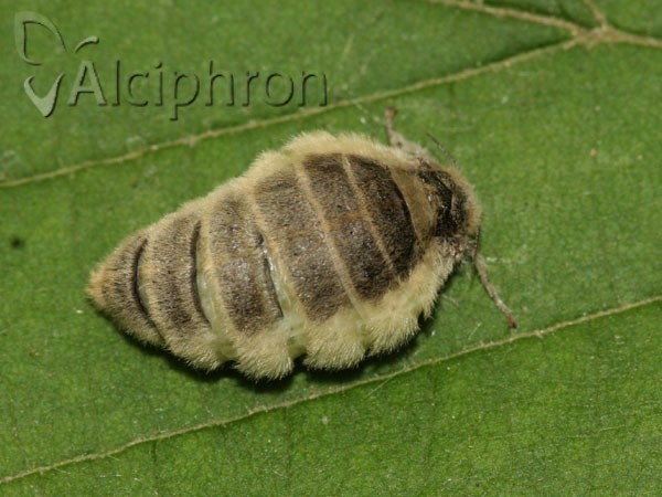 Orgyia antiqua
