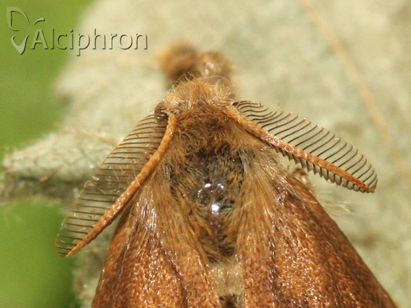 Orgyia antiqua