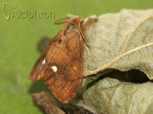 Orgyia antiqua