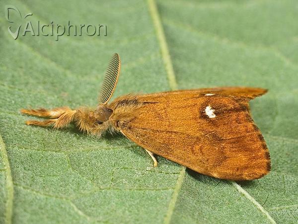 Orgyia antiqua
