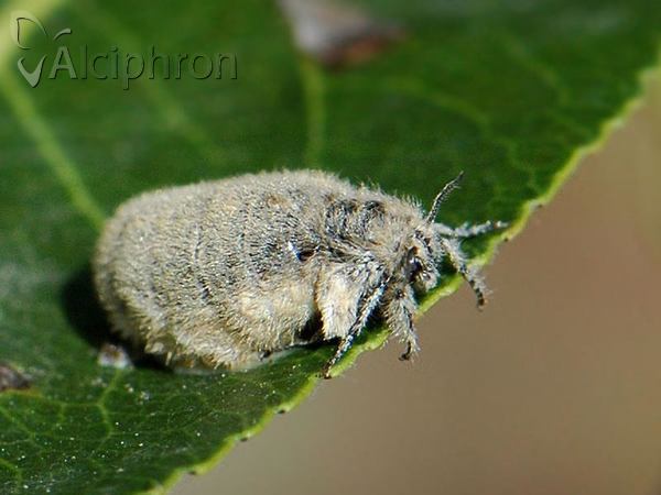 Orgyia antiqua