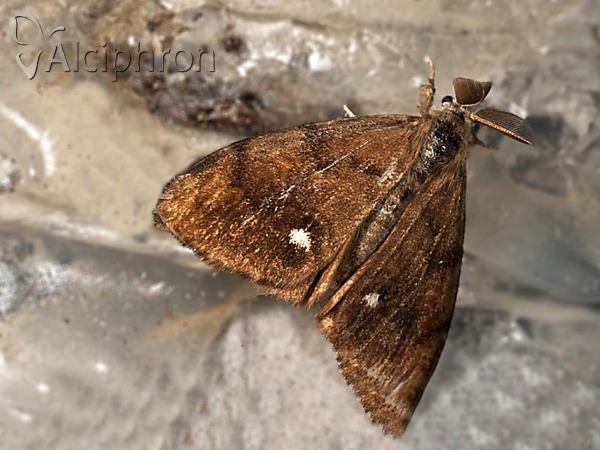 Orgyia antiqua
