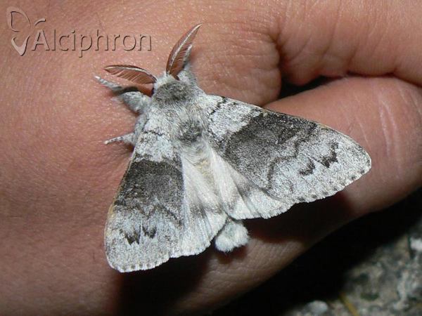 Calliteara pudibunda