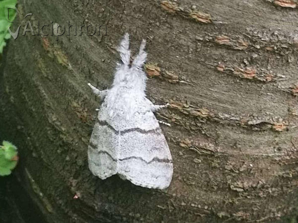 Calliteara pudibunda