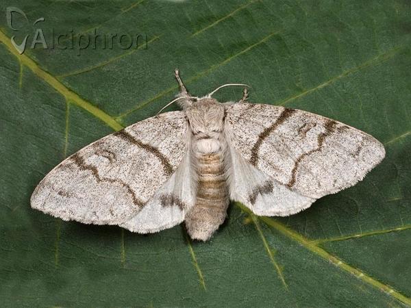Calliteara pudibunda