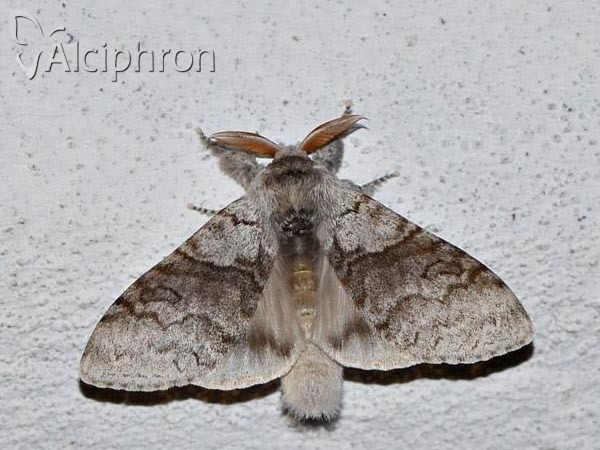 Calliteara pudibunda