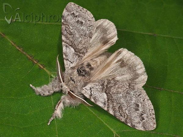 Calliteara pudibunda