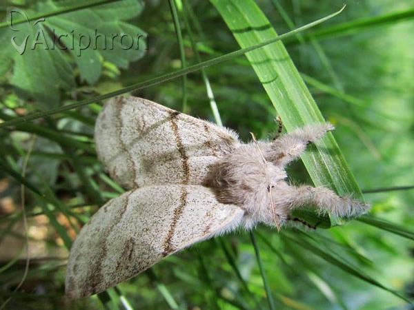 Calliteara pudibunda