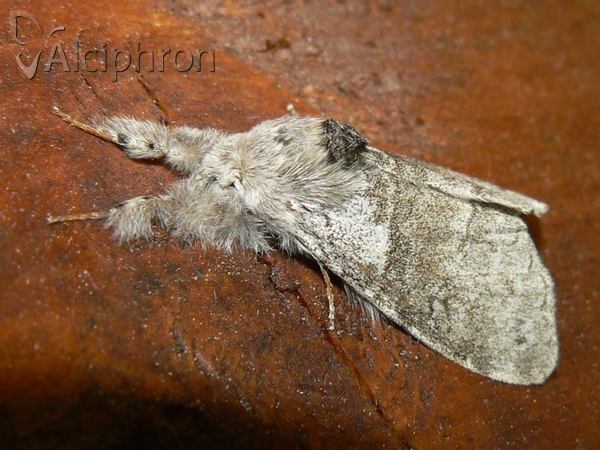 Calliteara pudibunda