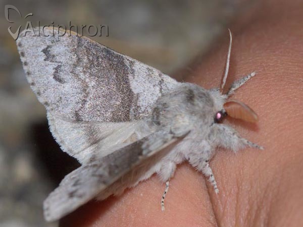 Calliteara pudibunda