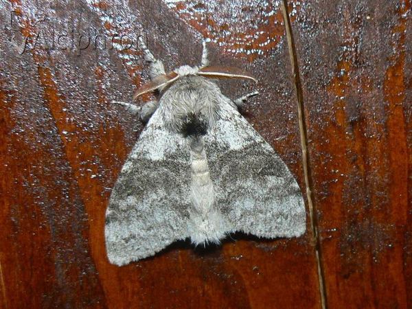Calliteara pudibunda