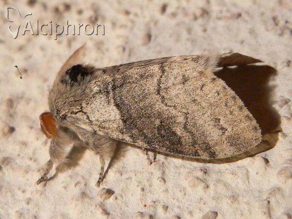 Calliteara pudibunda