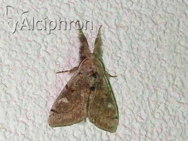 Dicallomera fascelina